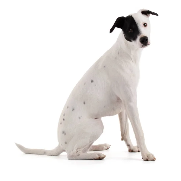 Cute Funny White Dog Black Stain One Eye White Background — Foto de Stock