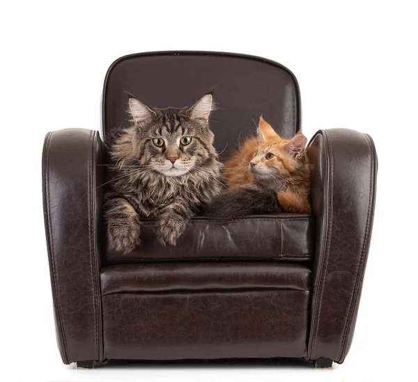 stock image Maine coon cat and his son on an armchair on a white background