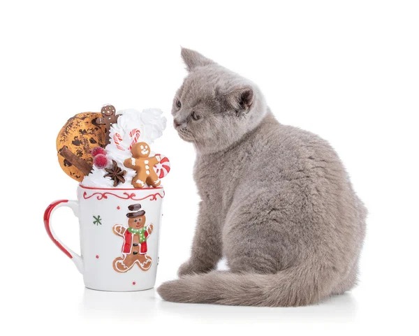 Cute Brytyjski Kotek Christmas Cup Bitą Śmietaną Białym Tle — Zdjęcie stockowe