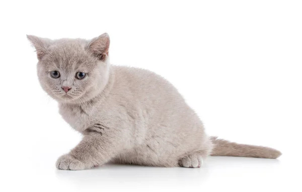 배경에 귀여운 영국계 고양이 — 스톡 사진