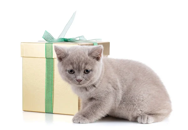 Cute Brytyjski Kotek Pudełka Białym Tle — Zdjęcie stockowe