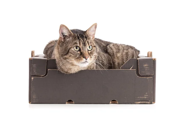 Große Europäische Tabby Katze Einem Schwarzen Karton Auf Weißem Hintergrund — Stockfoto