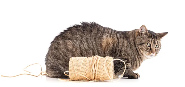 Большая Европейская Тэбби Кошка Катушкой Струны Белом Фоне — стоковое фото