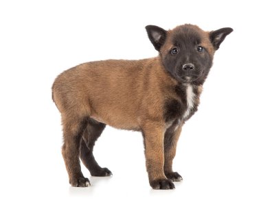 2.5 aylık Malinois çoban köpeği beyaz arka planda