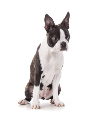 Genç Boston terrier biseksüel rengi beyaz arkaplanda izole edildi