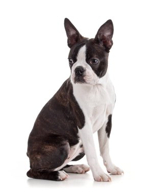 Genç Boston terrier biseksüel rengi beyaz arkaplanda izole edildi