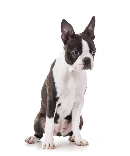 Ung Boston Terrier Färg Isolerad Vit Bakgrund — Stockfoto