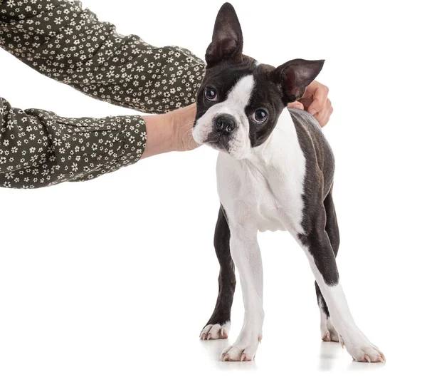 Ung Boston Terrier Färg Med Armarna Sin Älskarinna Vit Bakgrund — Stockfoto