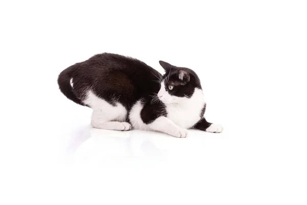 Portrait Nice Black White Cat White Background — Stok Foto