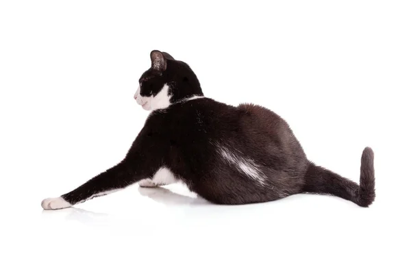 Portrait Nice Black White Cat White Background — Stok Foto
