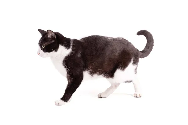 Beyaz Arka Planda Siyah Beyaz Bir Kedinin Portresi — Stok fotoğraf