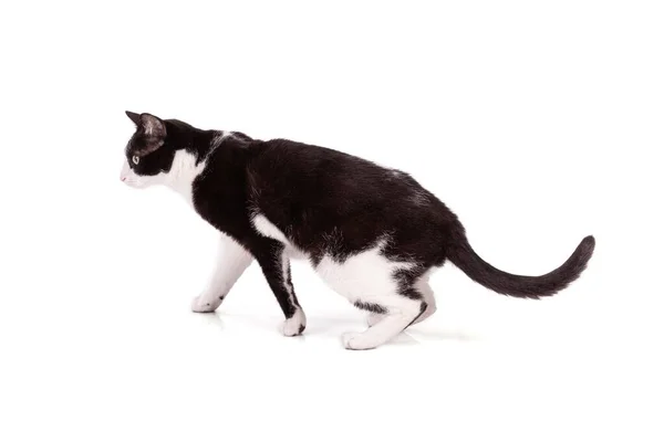 Portrait Nice Black White Cat White Background — Stock Photo, Image