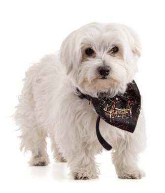 Adorable Maltese bichon with a black scarf on white background