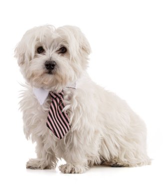 Adorable Maltese bichon sitting with a black striped pink tieon white background