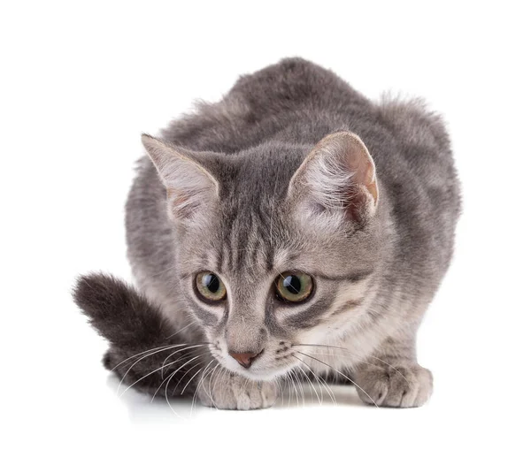 好奇心旺盛なグレーの子猫を背景に — ストック写真