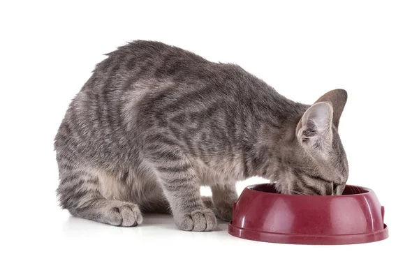 Серый Котёнок Ест Красную Миску Белом Фоне — стоковое фото