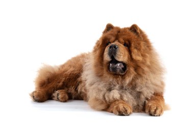 Beyaz arkaplandaki Chow-Chow görünümü.