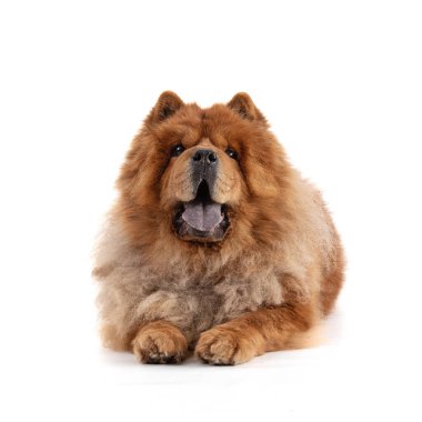Chow-Chow beyaz arka planda dil çeken uzun ön görünüm.