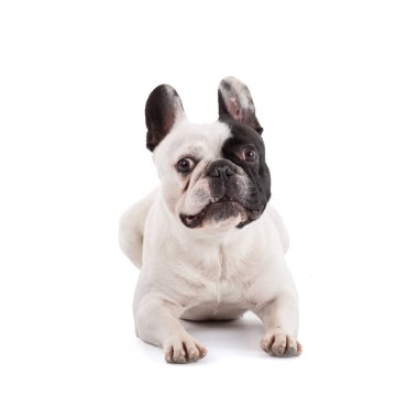 French bulldog lying on a white background