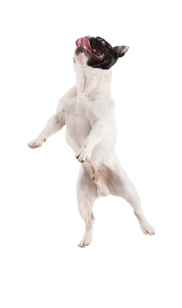 Beyaz Arka Planda Atlayan Fransız Bulldog — Stok fotoğraf