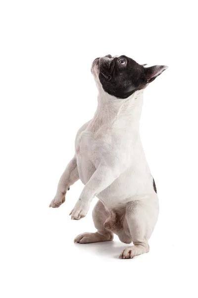 Fransız Bulldog Beyaz Bir Arka Planda Yukarı Bakar — Stok fotoğraf