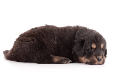 Tibetli bir köpek çiftliğinden gelen köpek yavrusu beyaz arka planda huzur içinde uyuyor.