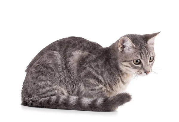 Nieuwsgierig Grijs Kitten Kijken Witte Achtergrond — Stockfoto