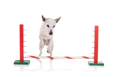 17 yaşındaki Jack Russel, beyaz bir arka planda zıplıyor.