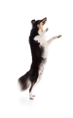Shetland dog jumping  on white background