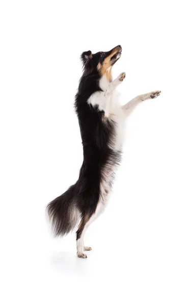 Shetland Dog Jumping White Background — Stockfoto