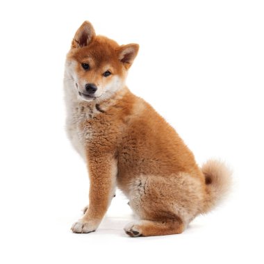 Beyaz arka planda oturan şirin shiba inu.