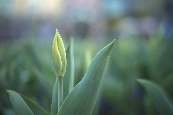 Bulanık arka planda genç grren lale