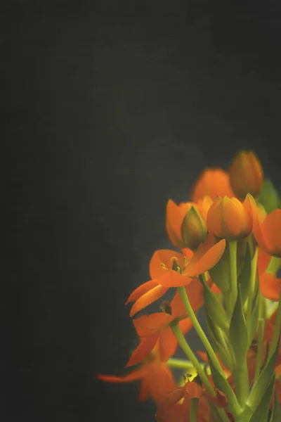 Koyu arkaplanlı bazı portakal çiçeklerinin fotoğrafı.