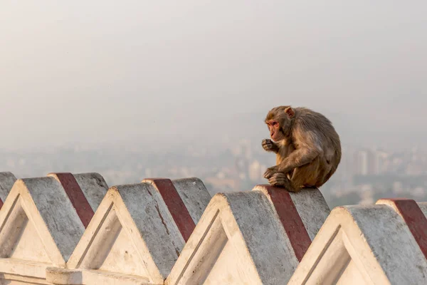 Duvarda yalnız bir maymun, geçmişi bulanık.