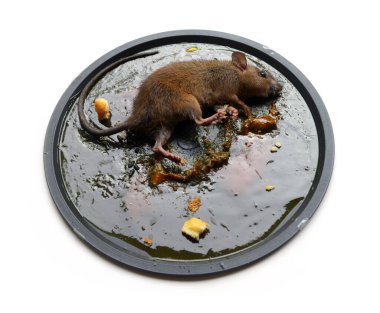  Fare kahverengisi ölü, beyaz bir arka planda tutkal tuzağına yapıştırılmış..