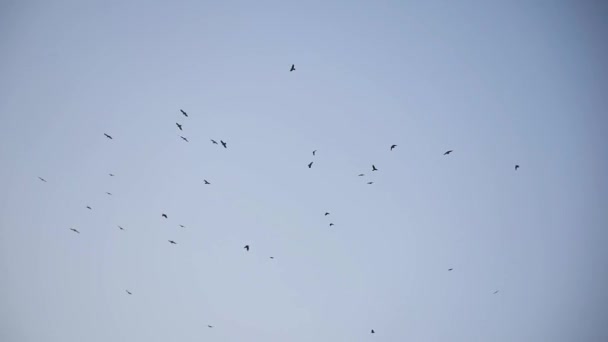 Cuervos Carroñeros Voladores Cielo Invierno — Vídeos de Stock