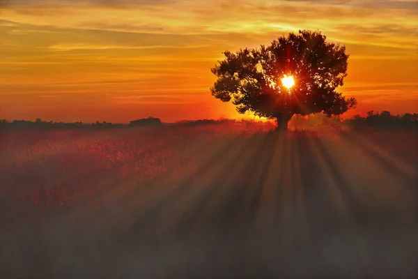 Beautiful misty landscape with a lone tree at sunset and soybean field in the village. Magical sunset with a tree and fog in autumn time. The sunbeams pass through the treetop