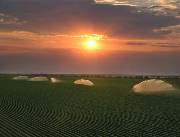 Drohnenaufnahmen Von Bewässerungssystemen Auf Landwirtschaftlichen Sojabohnenfeldern Bei Sonnenuntergang Helfen Pflanzen — Stockfoto