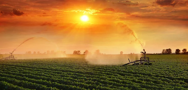Bevattningssystem Jordbrukssojabönsfält Vid Solnedgången Hjälper Till Att Odla Växter Den — Stockfoto