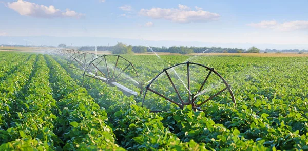 Sistema Irrigazione Sul Campo Soia Agricolo Aiuta Coltivare Piante Nella — Foto Stock