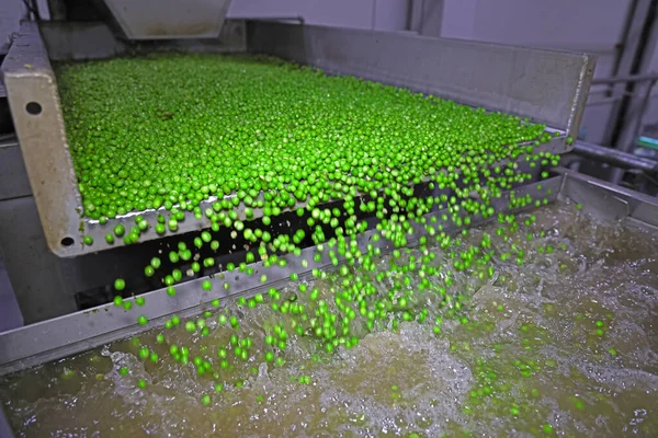 食品加工厂输送机上的豌豆 食品厂用输送机封闭运输豌豆颗粒供清洗和分拣 — 图库照片