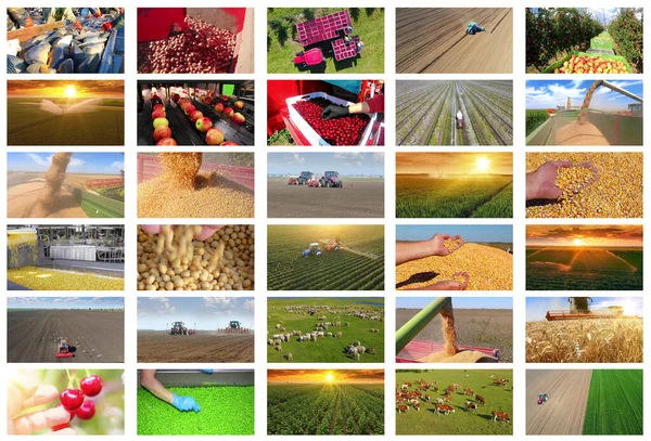 Landwirtschaft Nahrungsmittelproduktion Ernte Weizen Mais Sojabohnen Bewässerung Sprühen Erbsen Traktorarbeit — Stockfoto