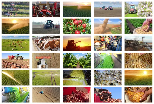 Landbruk Næringsmiddelproduksjon Høsthvete Mais Soyabønner Vanning Sprøyting Erter Grønnbønner Traktorarbeid – stockfoto