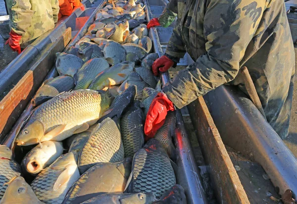 渔民们从繁殖地的鱼塘中捕捞淡水鱼 准备进行分类和销售 各种淡水鱼 主要是鲤鱼 银鲤鱼 — 图库照片