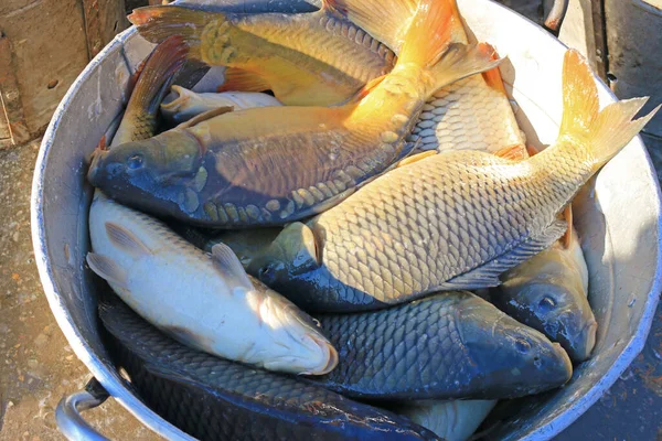 Süßwasserfische Karpfen Eimer Aus Dem Zuchtfischteich Und Zubereitung Für Sortierung — Stockfoto