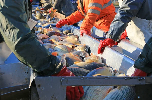 어부들은 양어장에서 물고기를 분류하여 준비를 하는데 종류의 물고기들 대부분 파이크 — 스톡 사진
