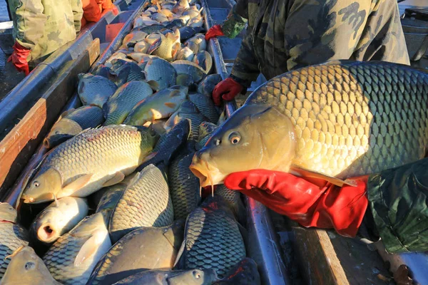 Fishermen catch a freshwater fish carp from the breeding fish pond and prepare for sort and sale, various species of freshwater fish, mostly carp, pike, perch, grass carp, silver carp
