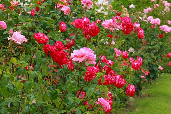 Baharda Botanik Gül Bahçesinde Renkli Kırmızı Pembe Çiçekli Güzel Güller Telifsiz Stok Imajlar