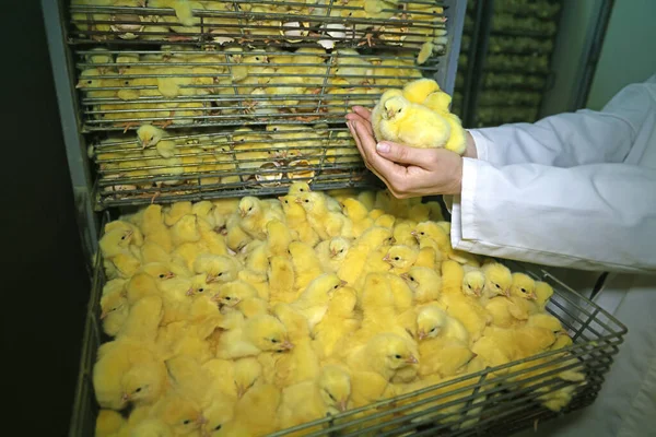 Agricultora Sostiene Los Polluelos Mano Pollo Bebé Eclosionó Los Huevos — Foto de Stock