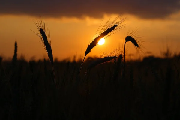 Weizenfeld Bei Sonnenuntergang Ähren Aus Nächster Nähe Schöne Landschaft Ländliche — Stockfoto